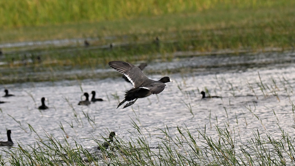 lyska americká - ML646848323