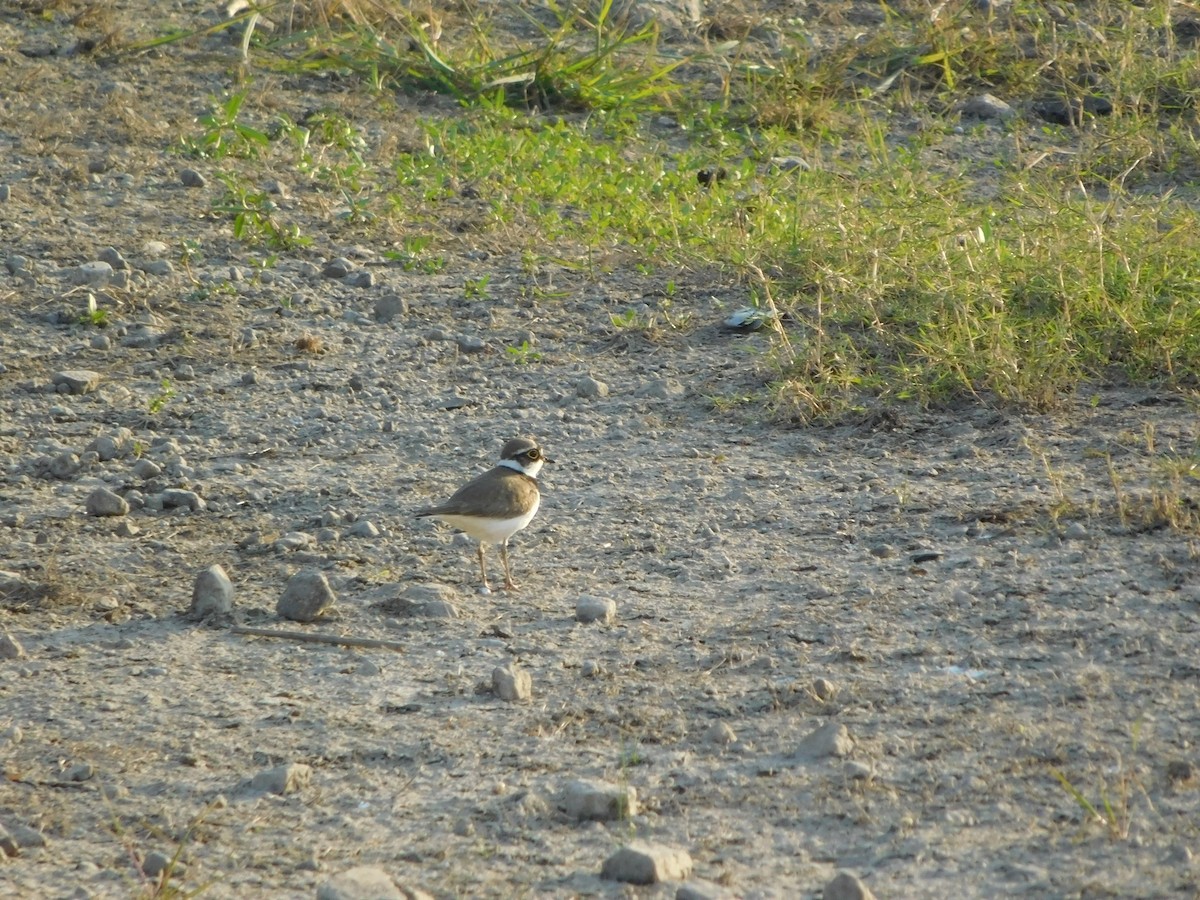 Little Ringed Plover - ML646848324