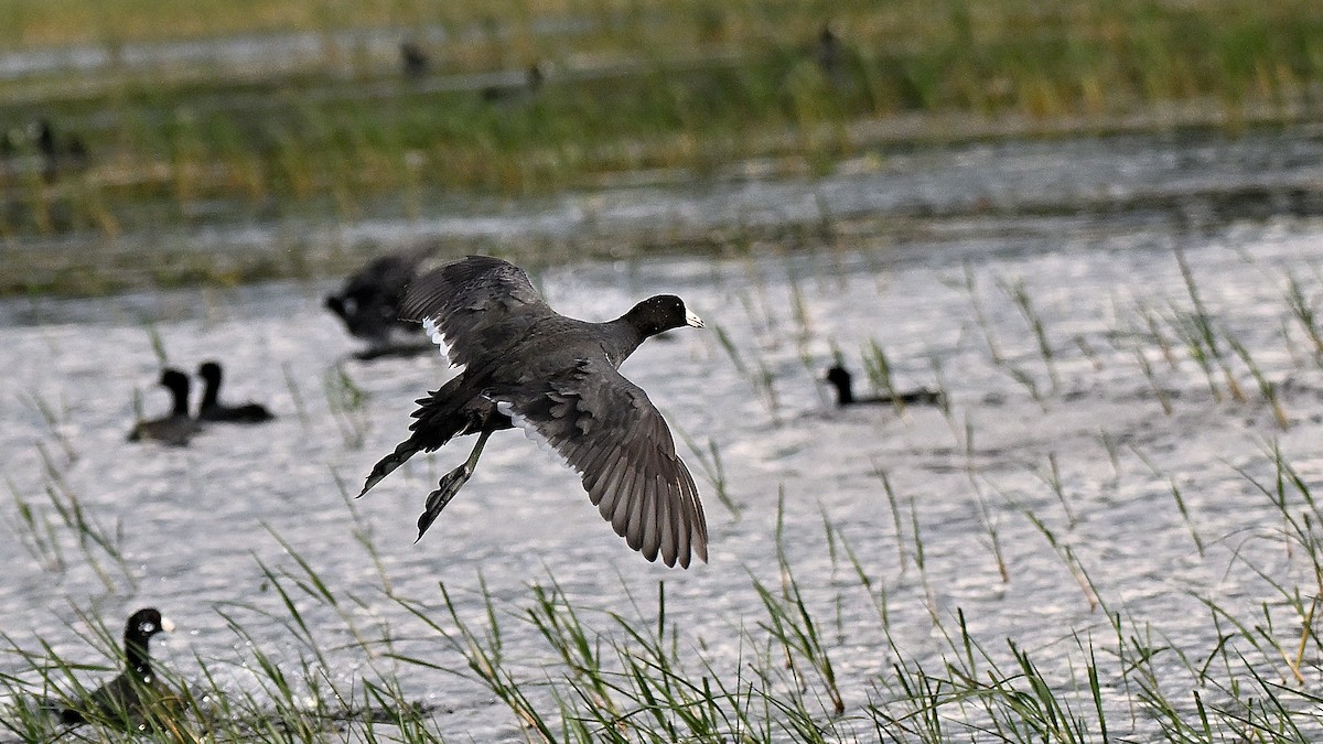 lyska americká - ML646848327