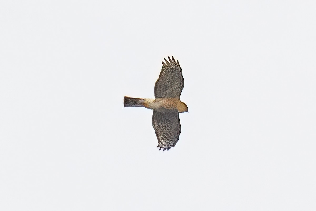 Лунь американський - ML646848329