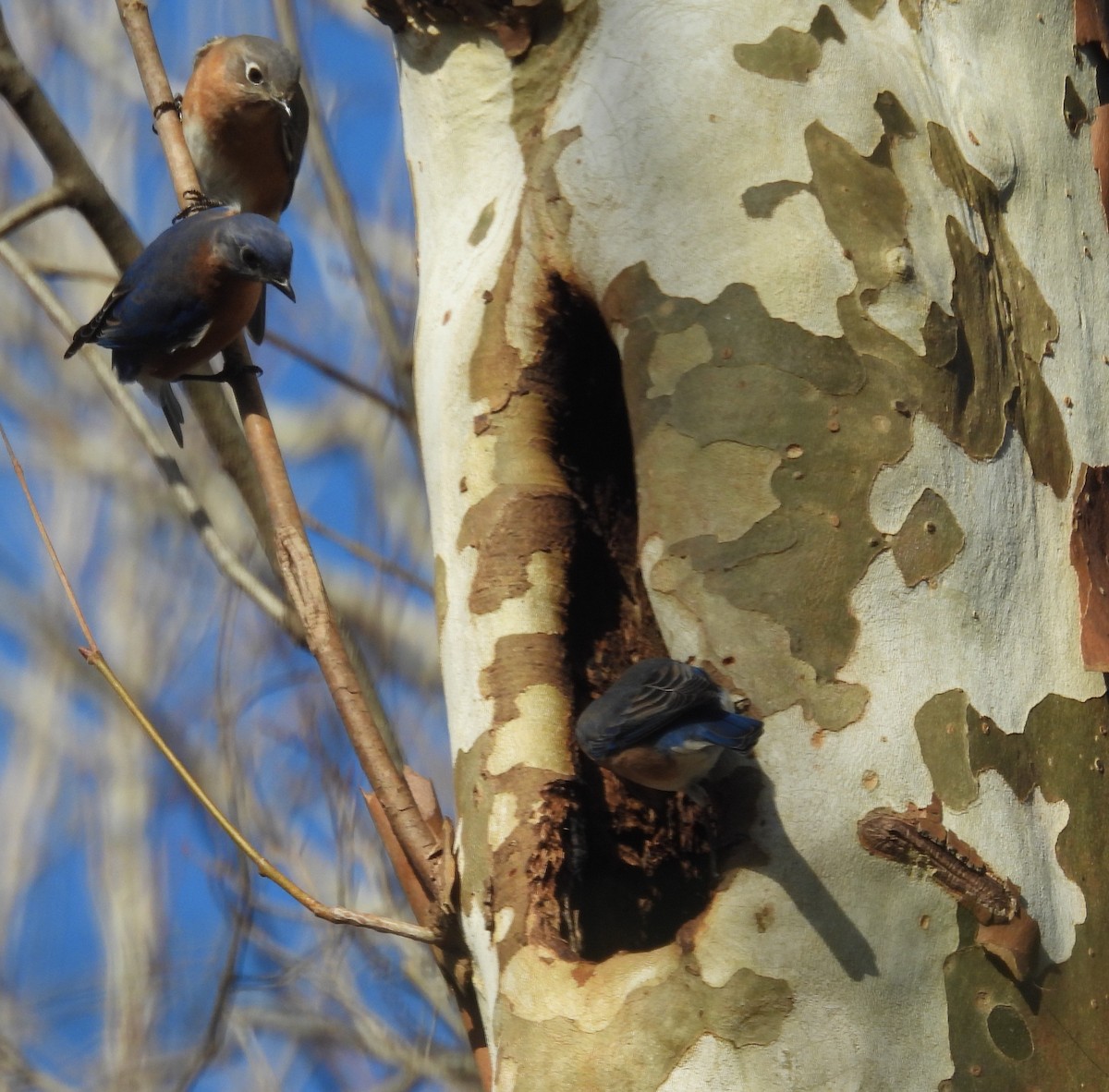 Блакитник східний - ML646848331