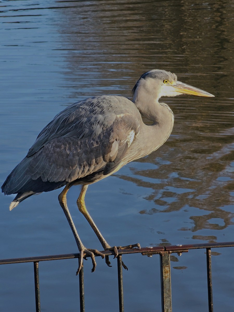 アオサギ - ML646848334