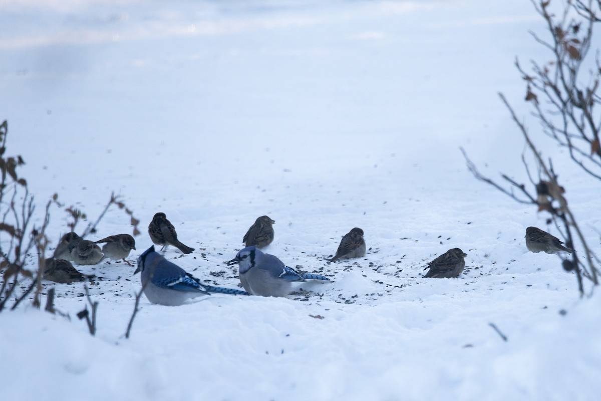 Mavi Karga - ML646848336