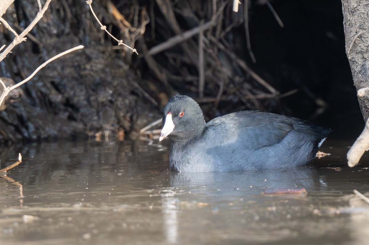 Американская лысуха - ML646848338