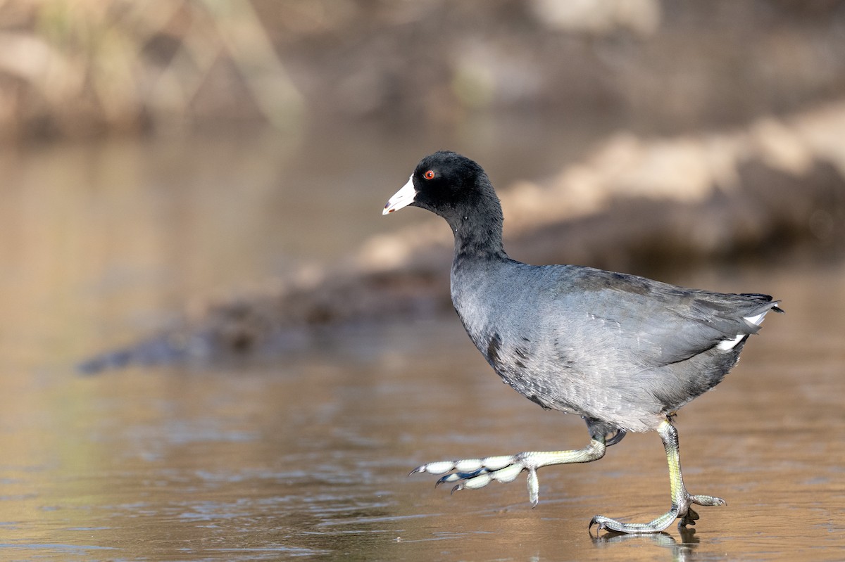 Американская лысуха - ML646848340