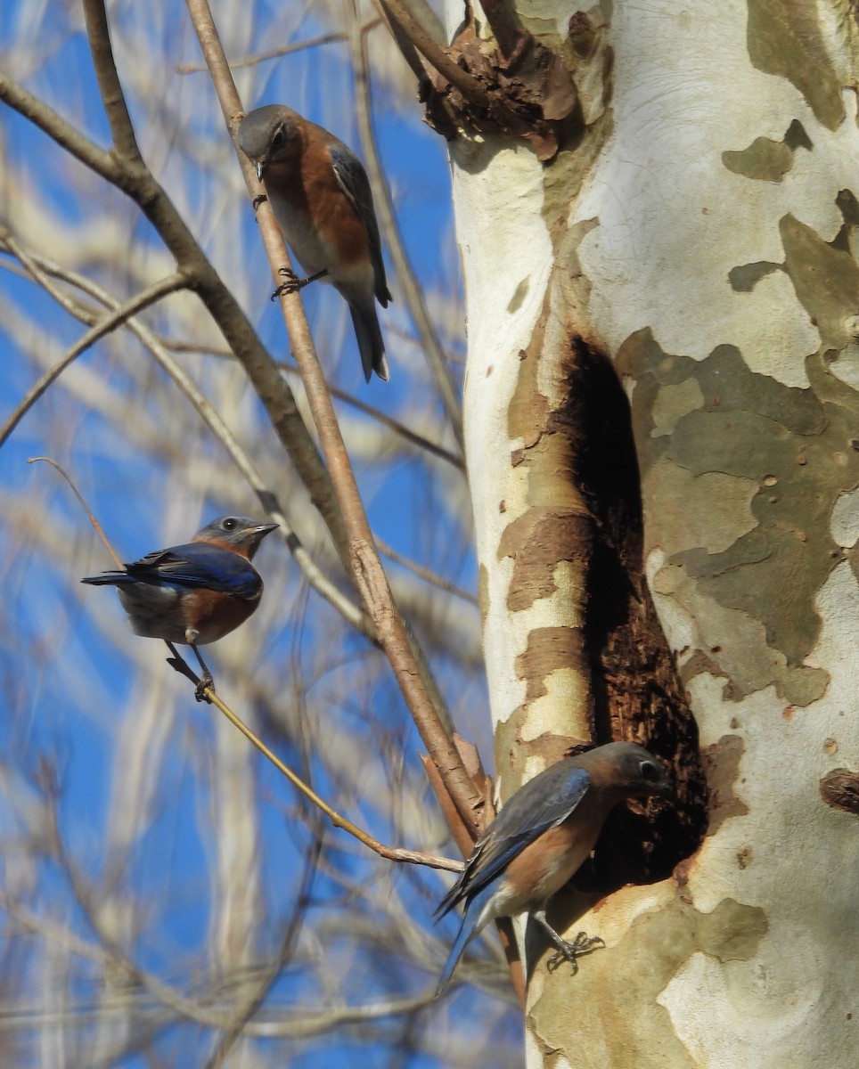 Блакитник східний - ML646848342