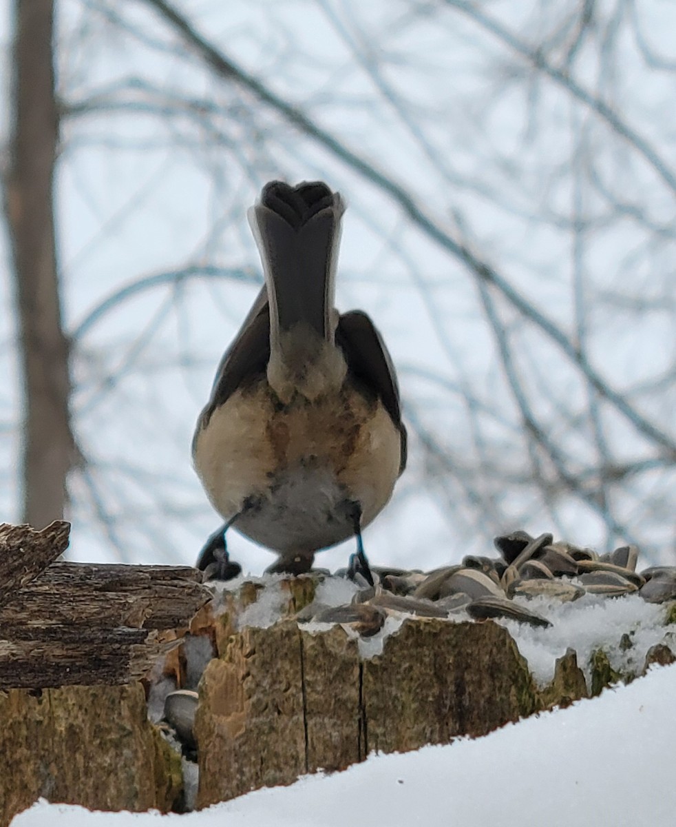 Black-capped Chickadee - ML646848343
