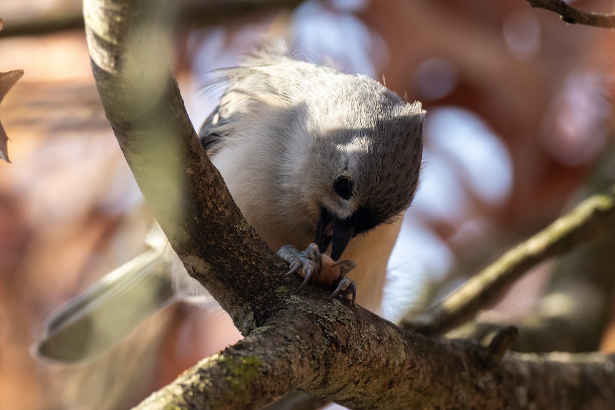 Американская гренадерка - ML646848344