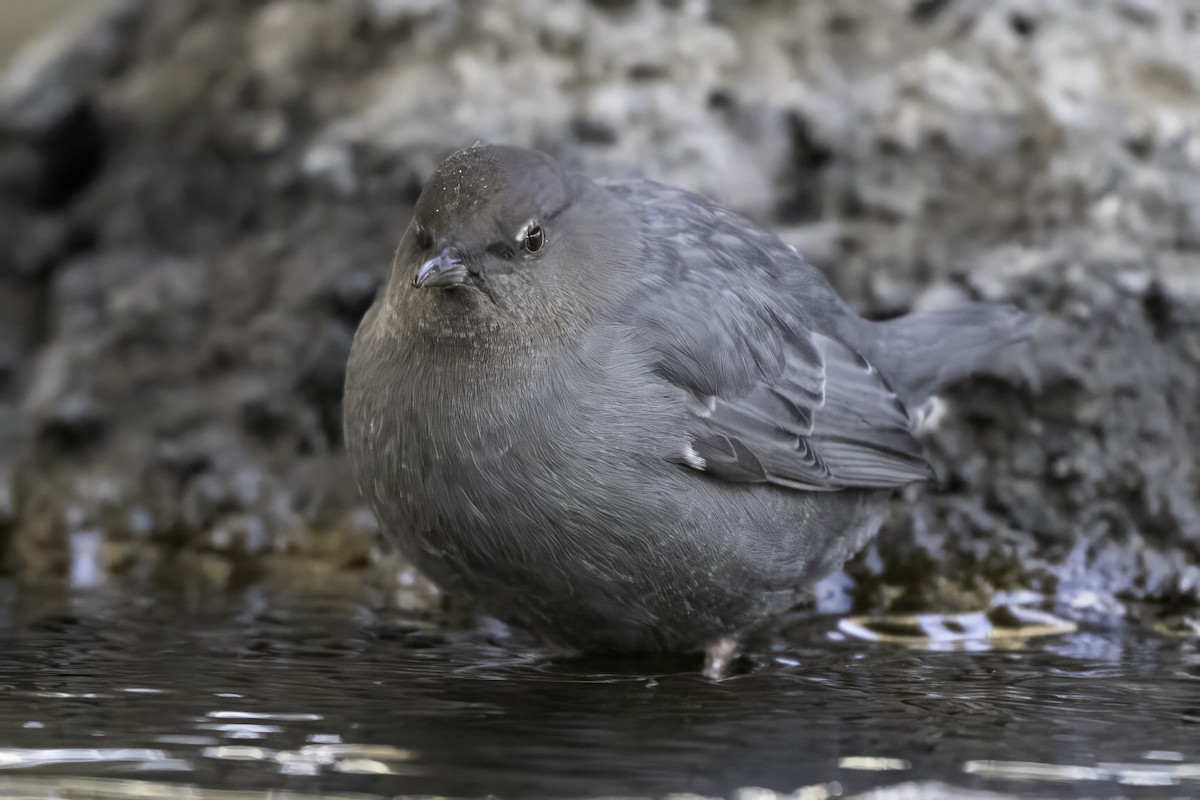 gråfossekall - ML646848349