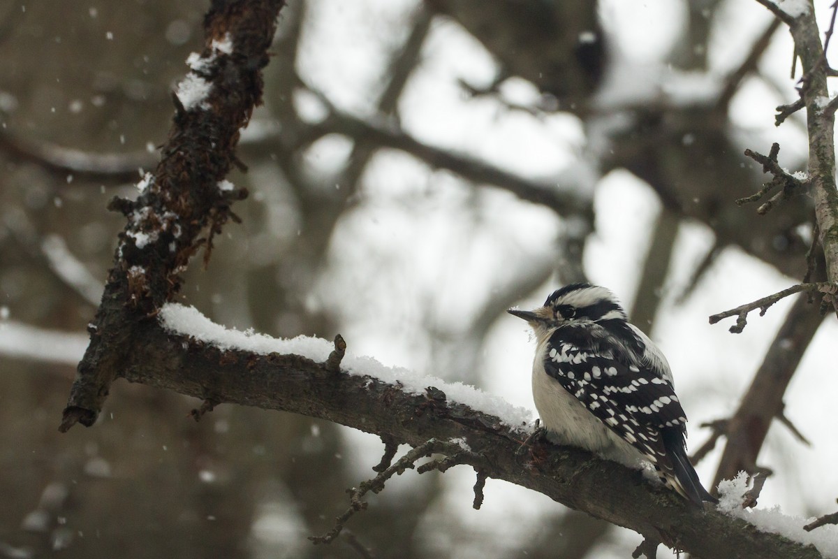 Downy Woodpecker - ML646848351