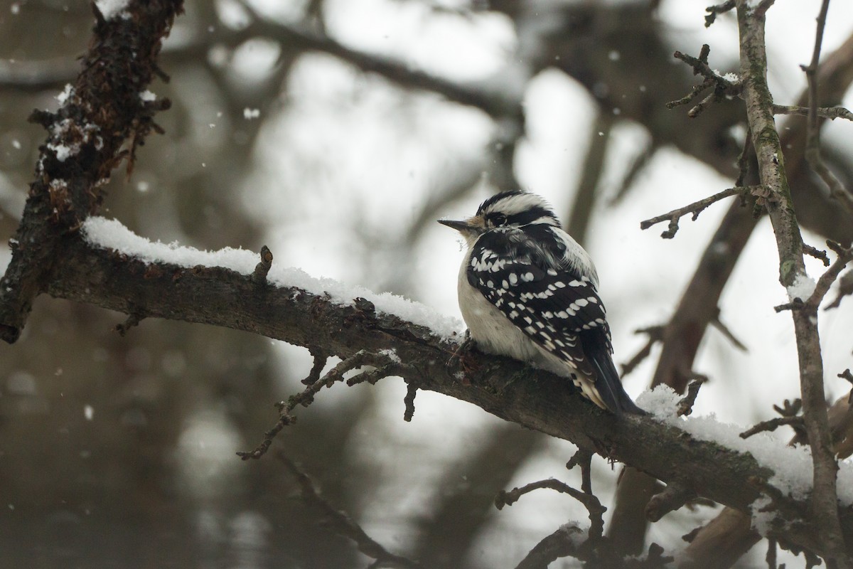 Downy Woodpecker - ML646848352