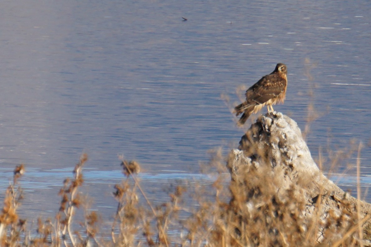 Лунь американський - ML646848355