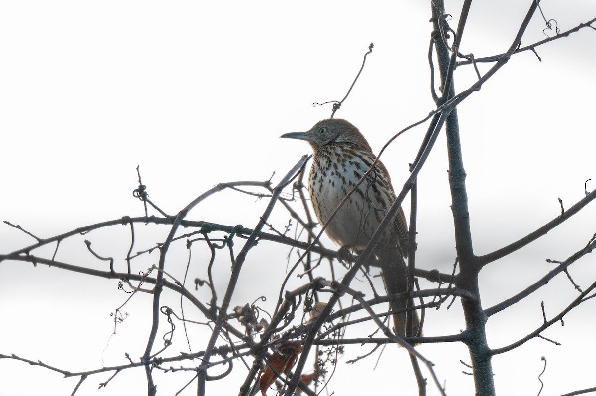 Рыжий пересмешник - ML646848356