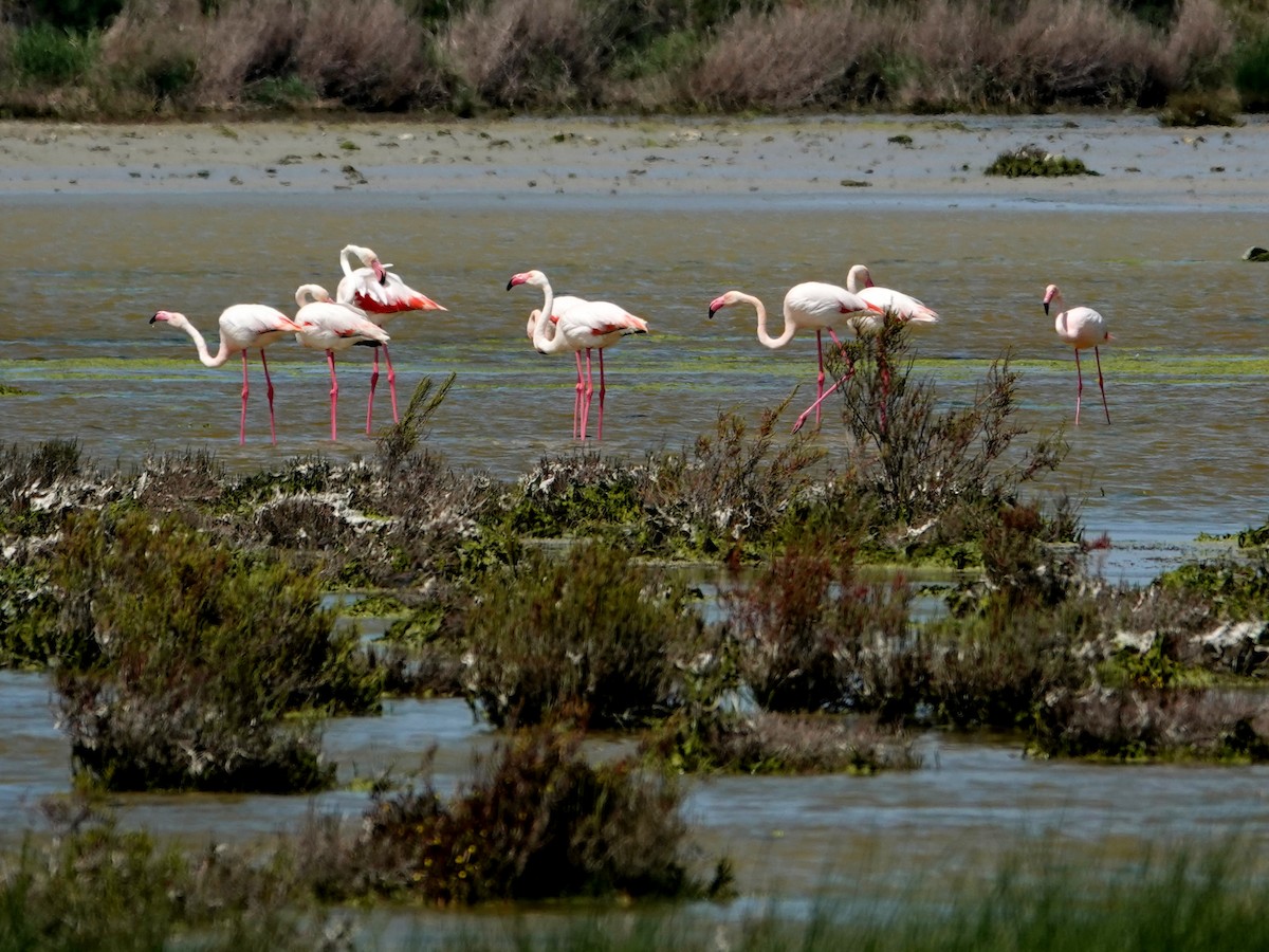 Greater Flamingo - ML646848357