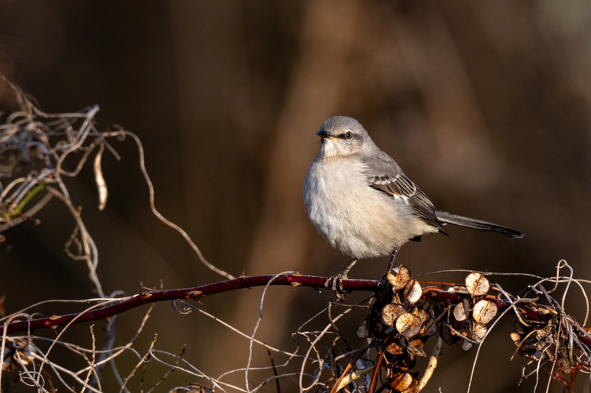 Многоголосый пересмешник - ML646848359