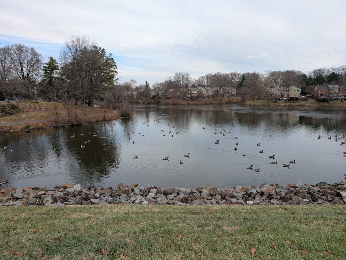 Canada Goose - ML646848360