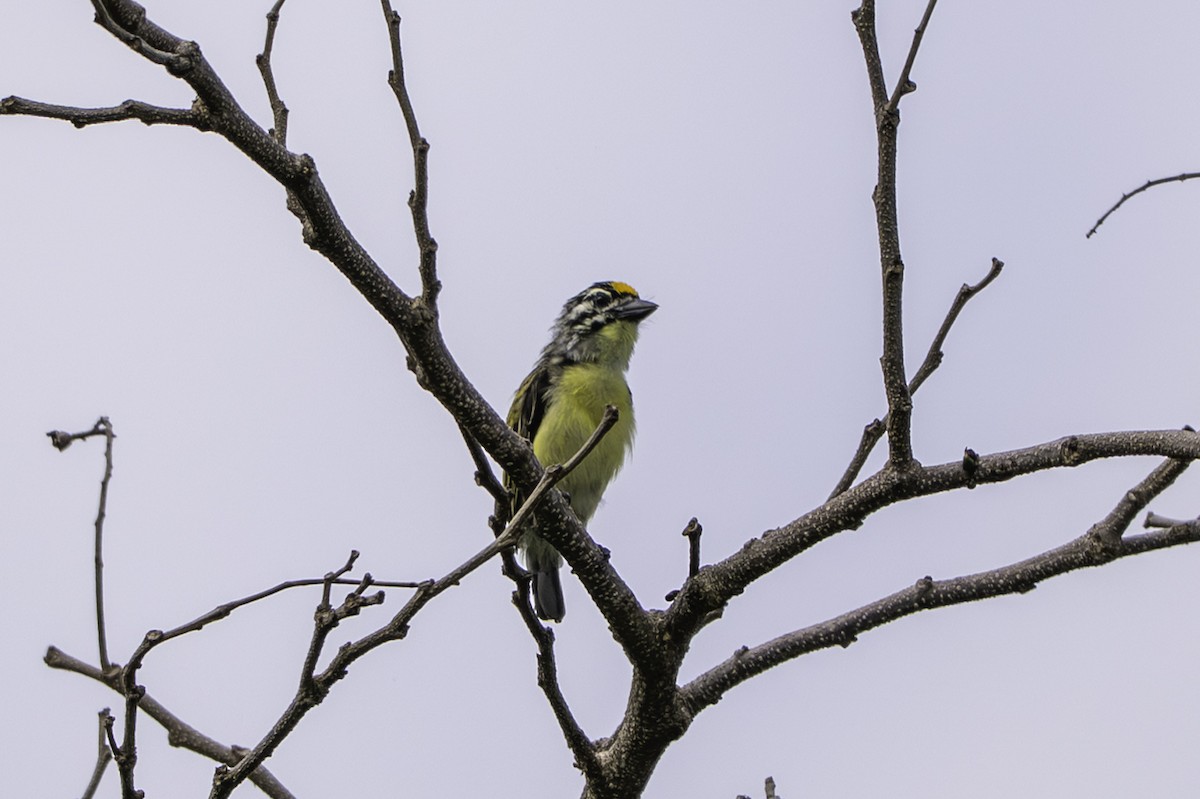 vousáček zlatočelý - ML646848361