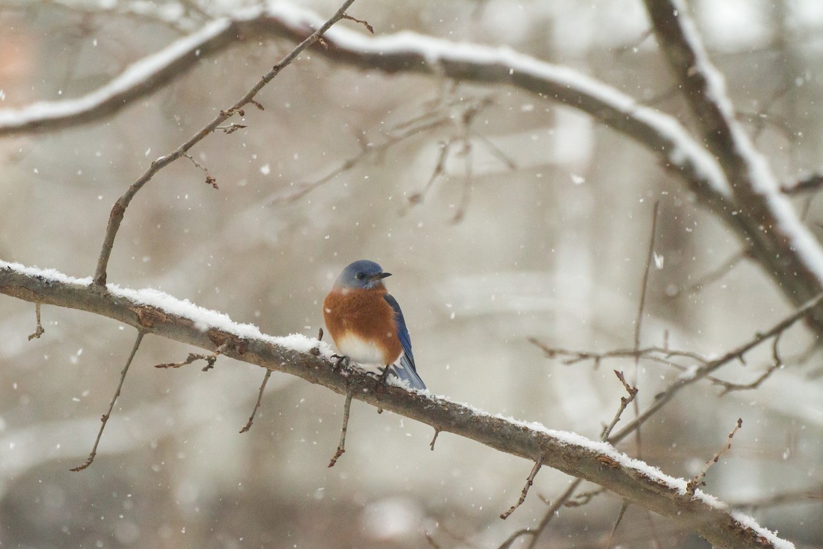 Блакитник східний - ML646848362