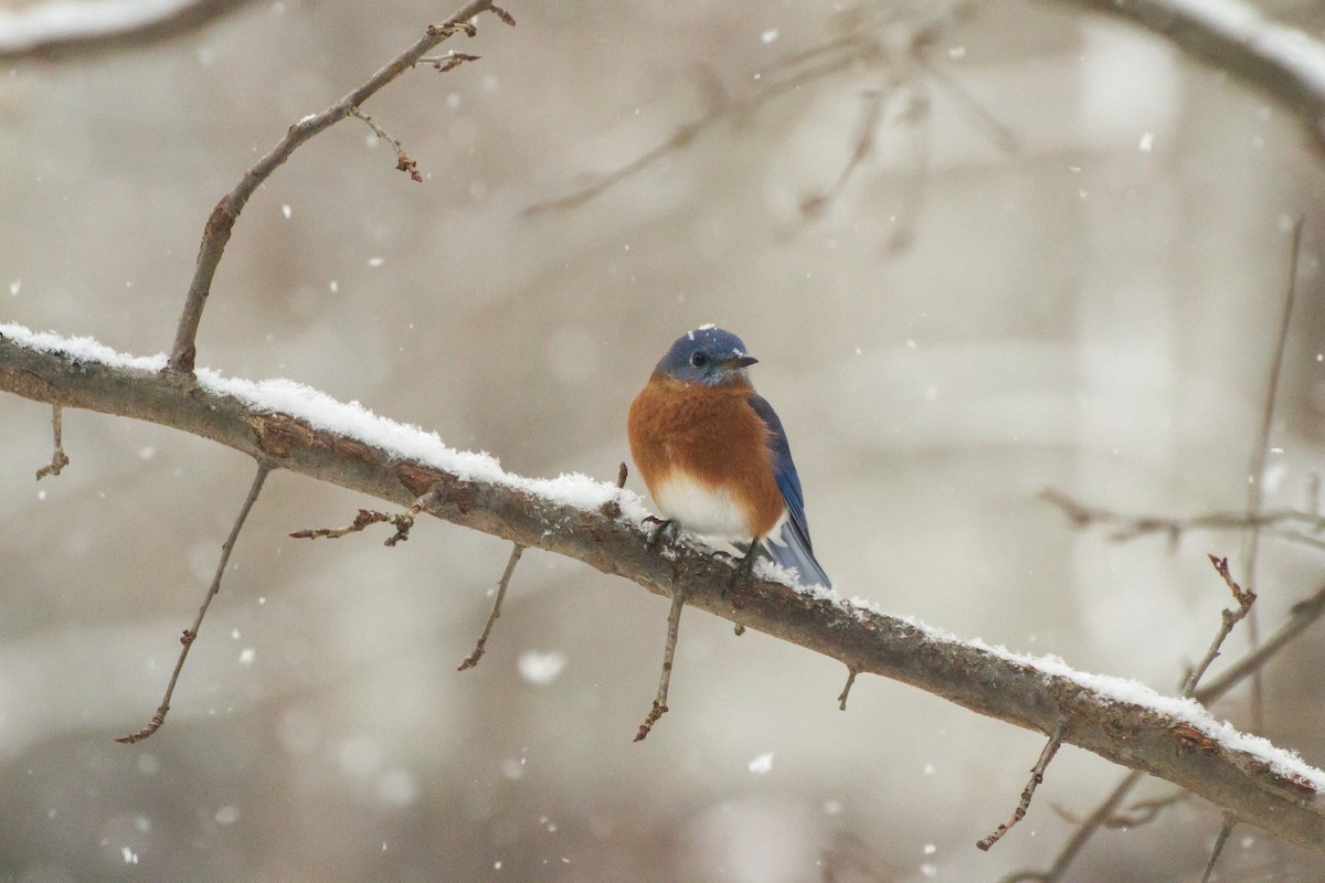 Блакитник східний - ML646848363