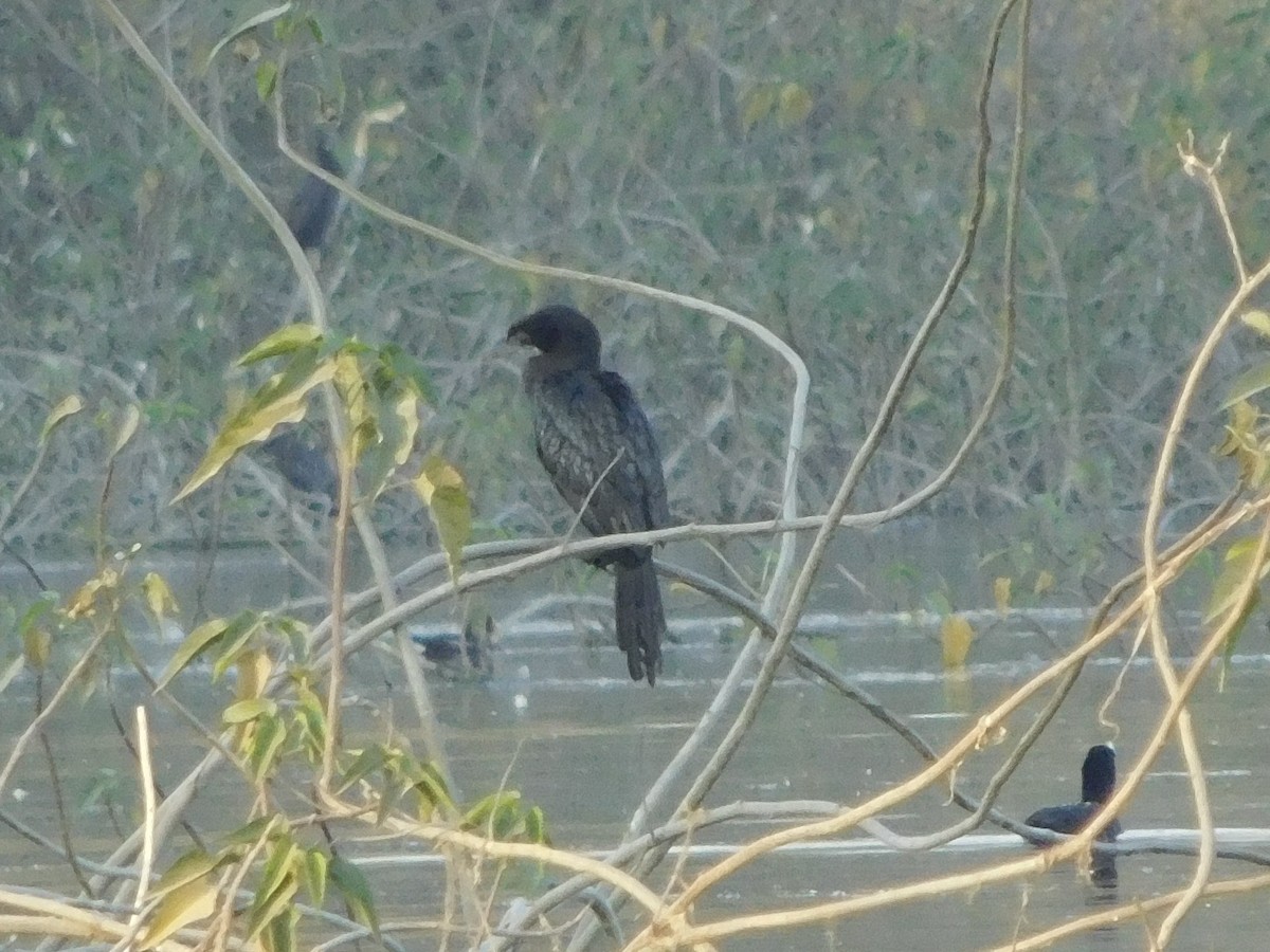 Little Cormorant - ML646848364