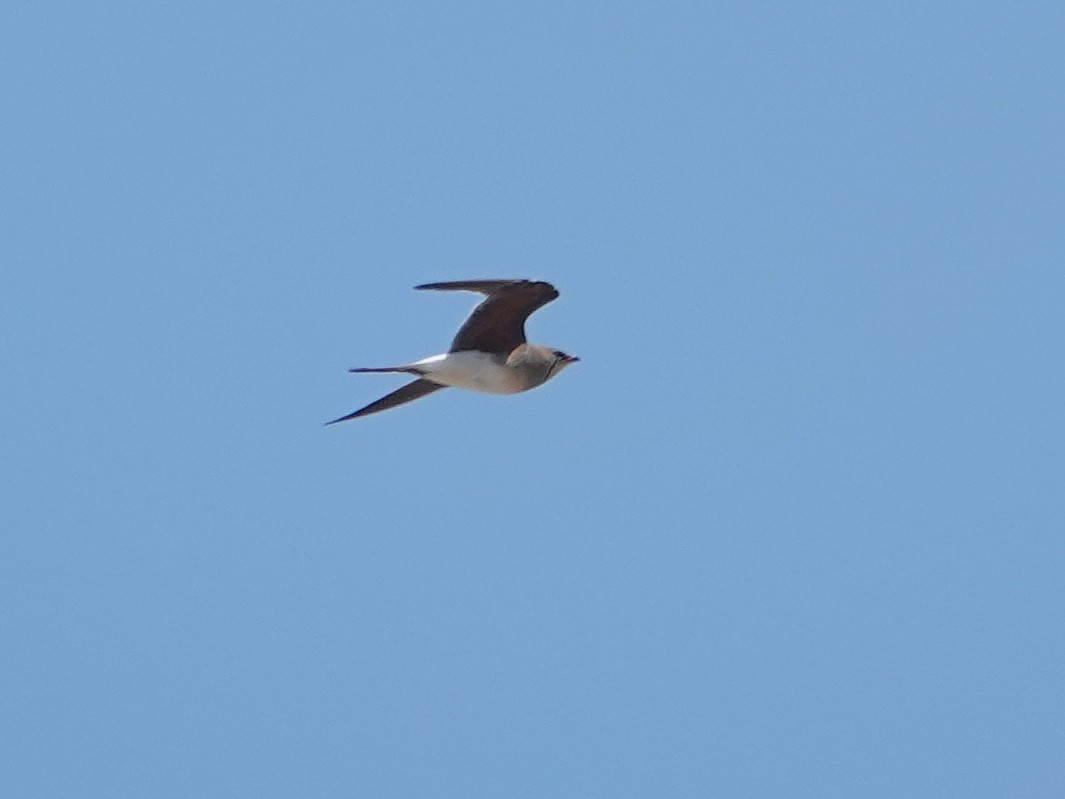 Collared Pratincole - ML646848366