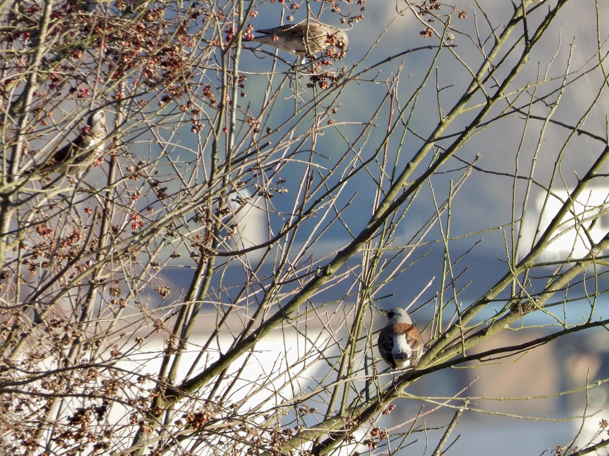 Fieldfare - ML646848367