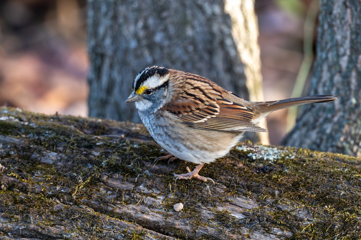 Белогорлая зонотрихия - ML646848369