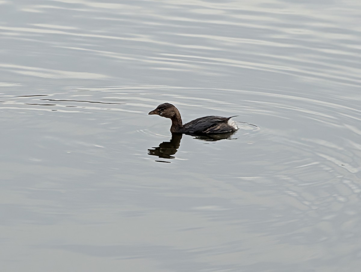 Pied-billed Grebe - ML646848370