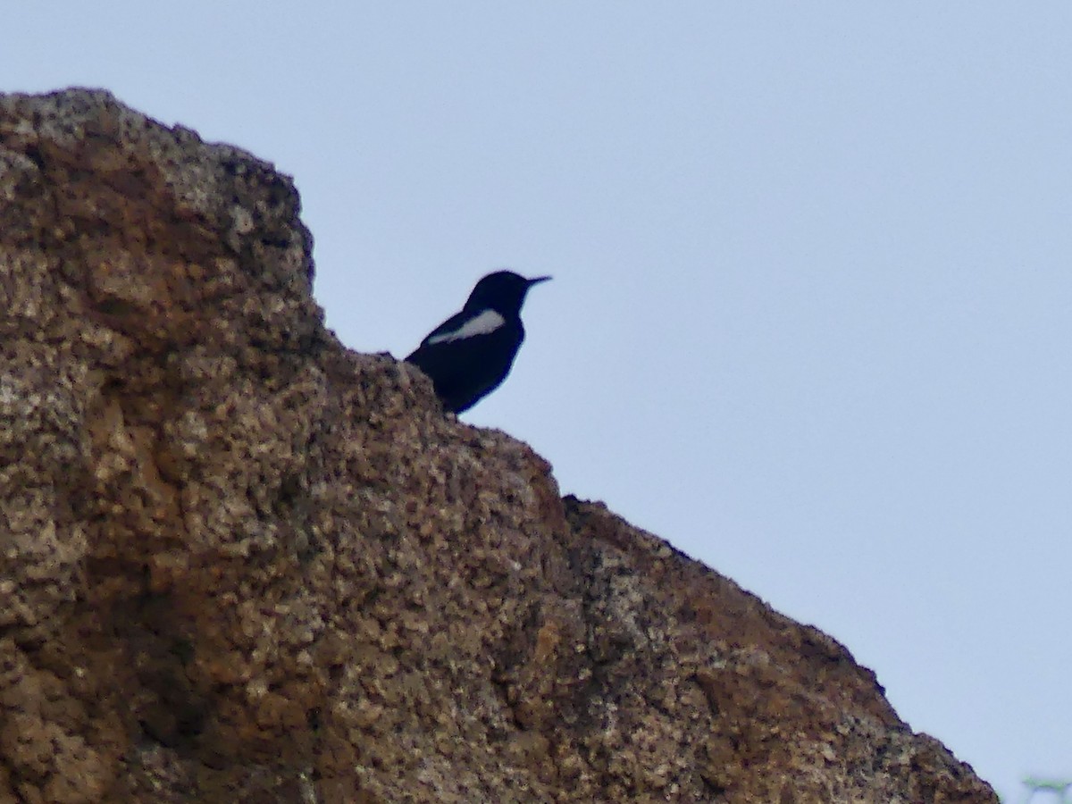 Mountain Chat - ML646848372