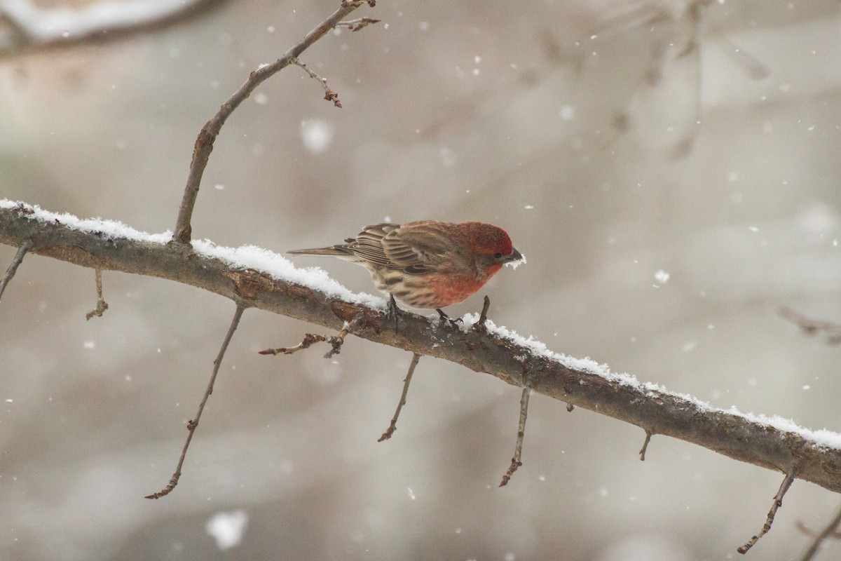 Мексиканская чечевица - ML646848373