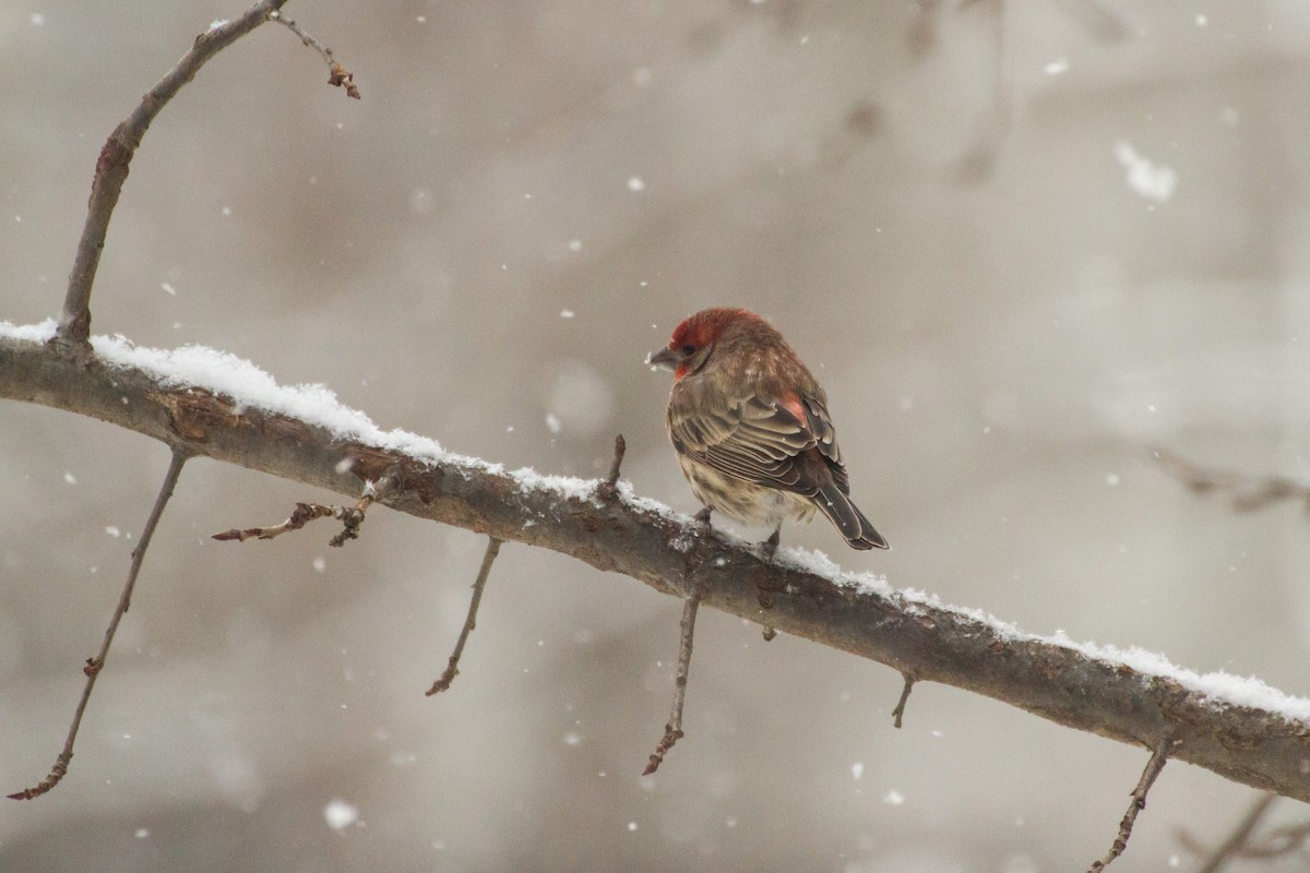 Мексиканская чечевица - ML646848374