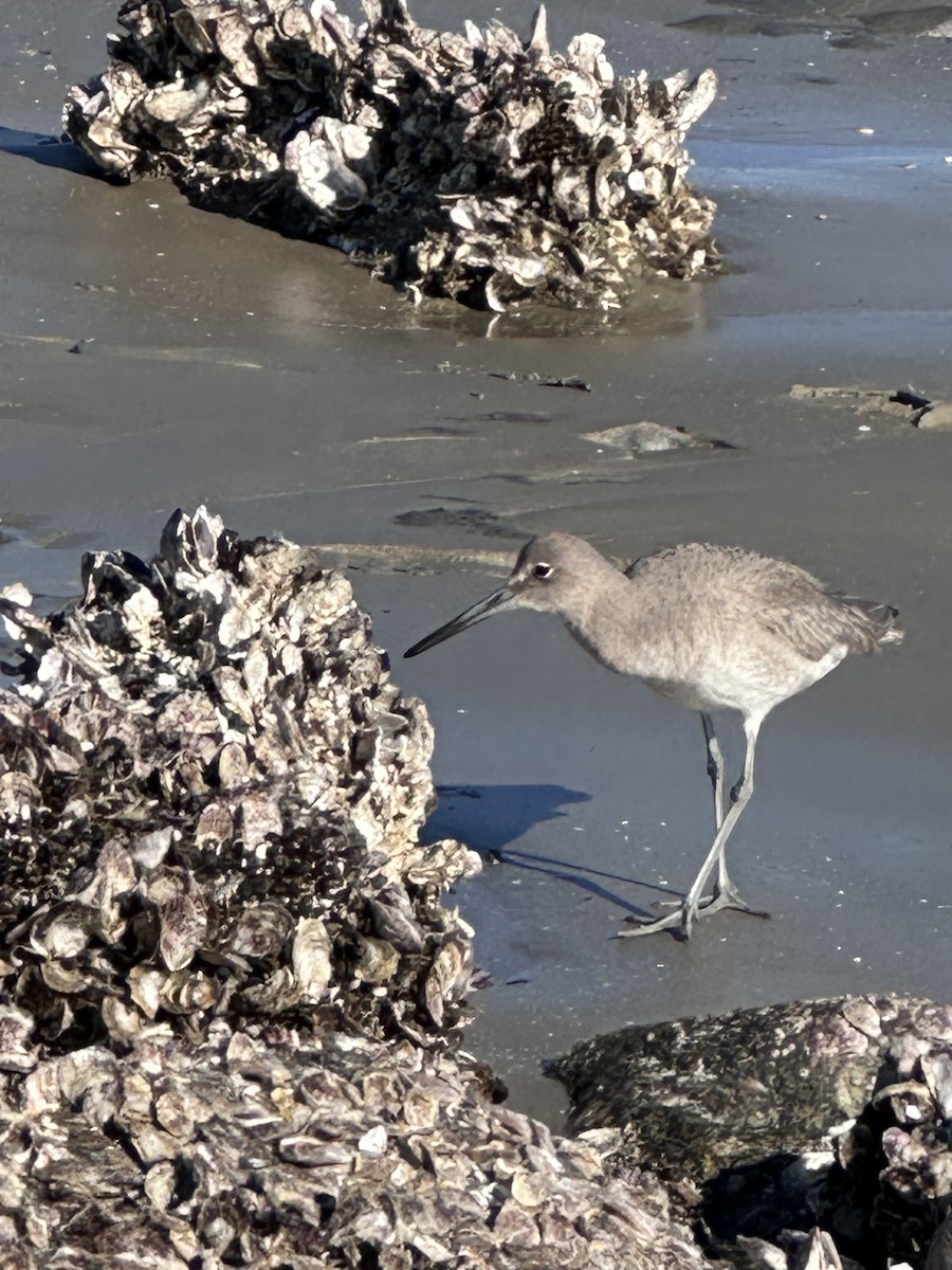 Willet - ML646848375