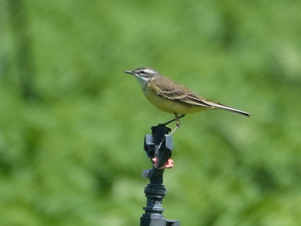 Western Yellow Wagtail (iberiae) - ML646848376