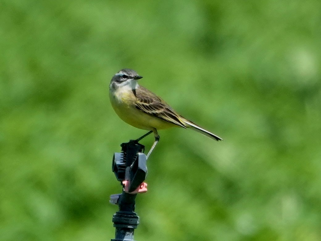 Western Yellow Wagtail (iberiae) - ML646848377
