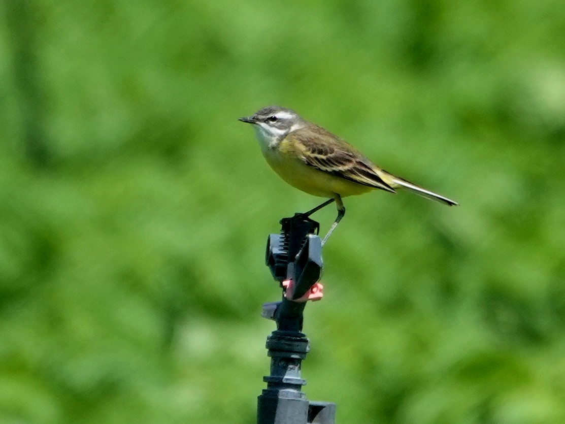 Western Yellow Wagtail (iberiae) - ML646848378
