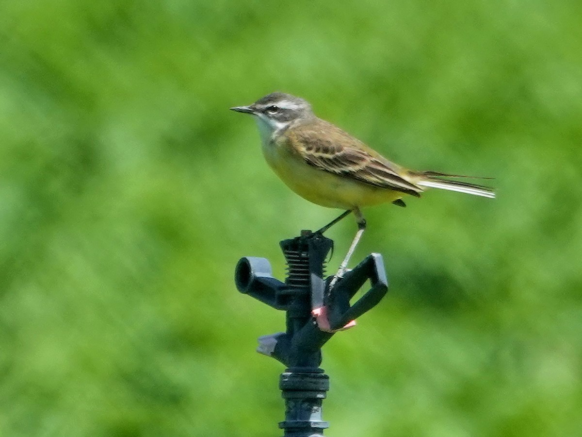 Western Yellow Wagtail (iberiae) - ML646848379
