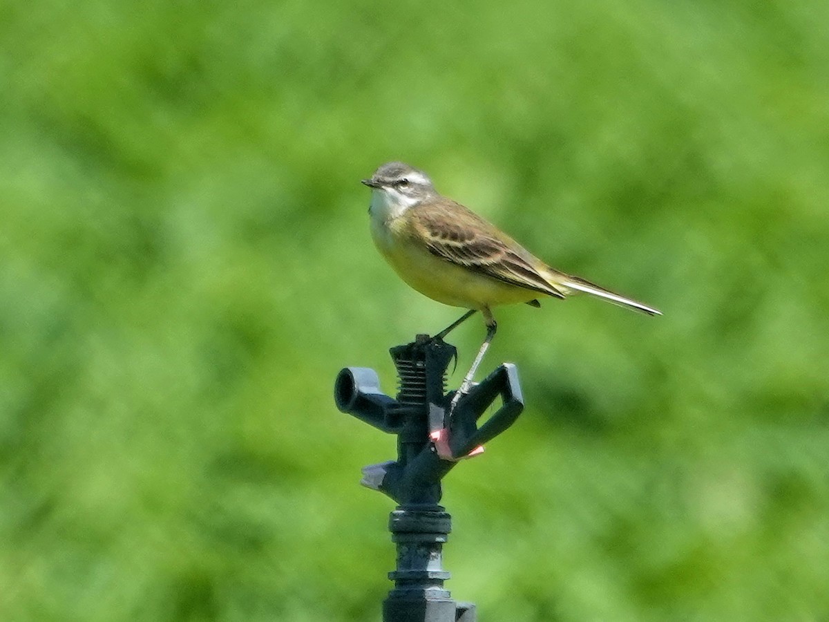 Western Yellow Wagtail (iberiae) - ML646848380