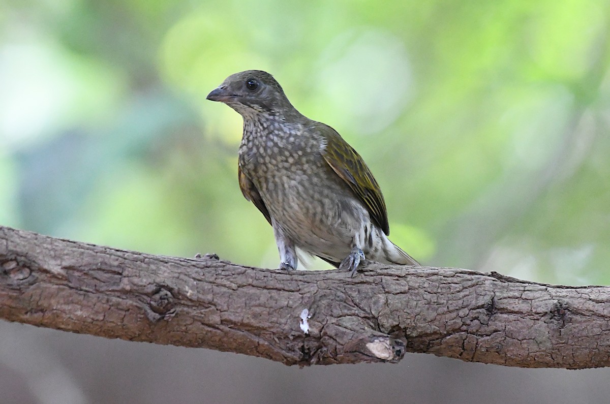 Spotted Honeyguide - ML646848381