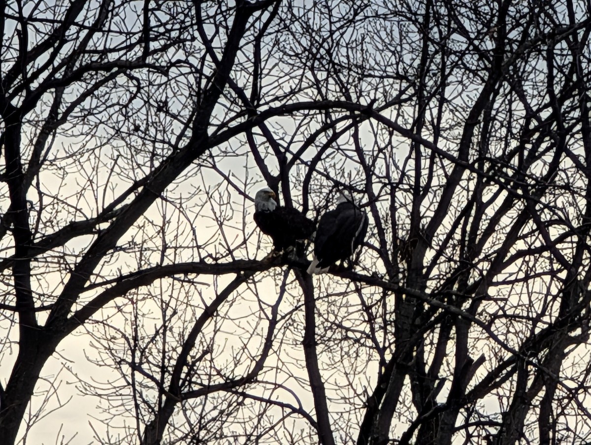עיטם לבן-ראש - ML646848382