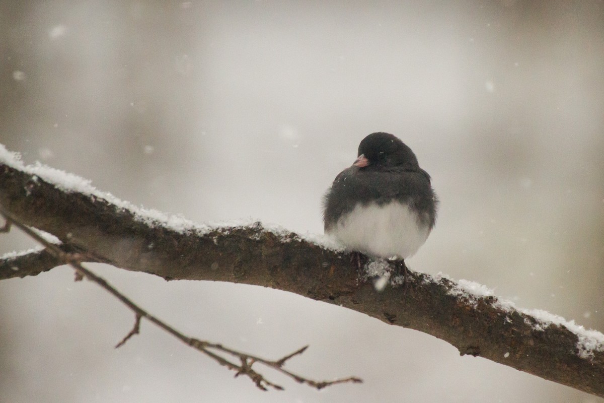 Серый юнко - ML646848386