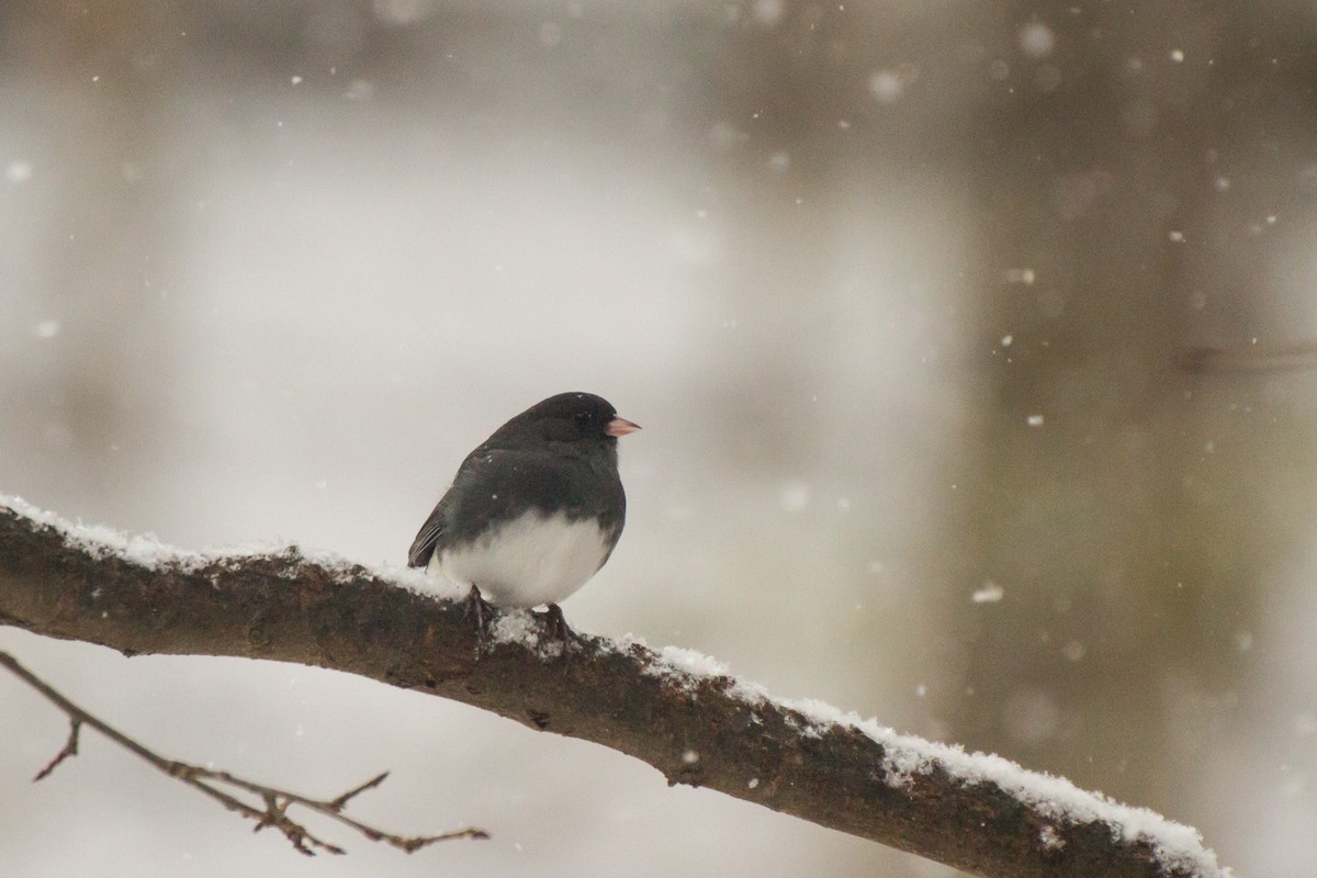 Серый юнко - ML646848387