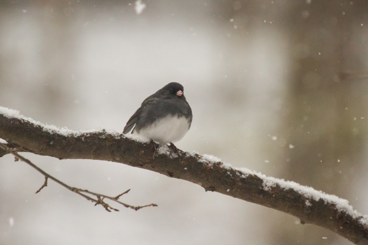 Серый юнко - ML646848388