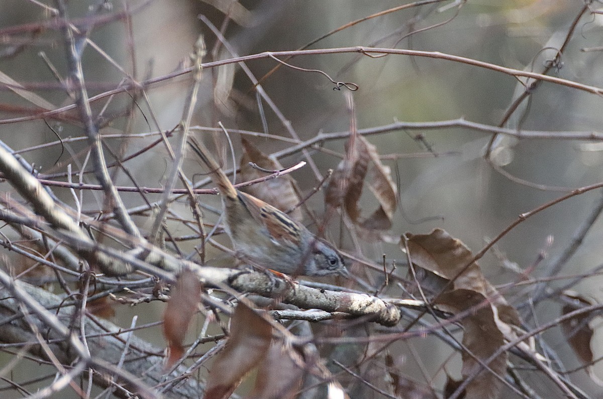 Swamp Sparrow - ML646848390