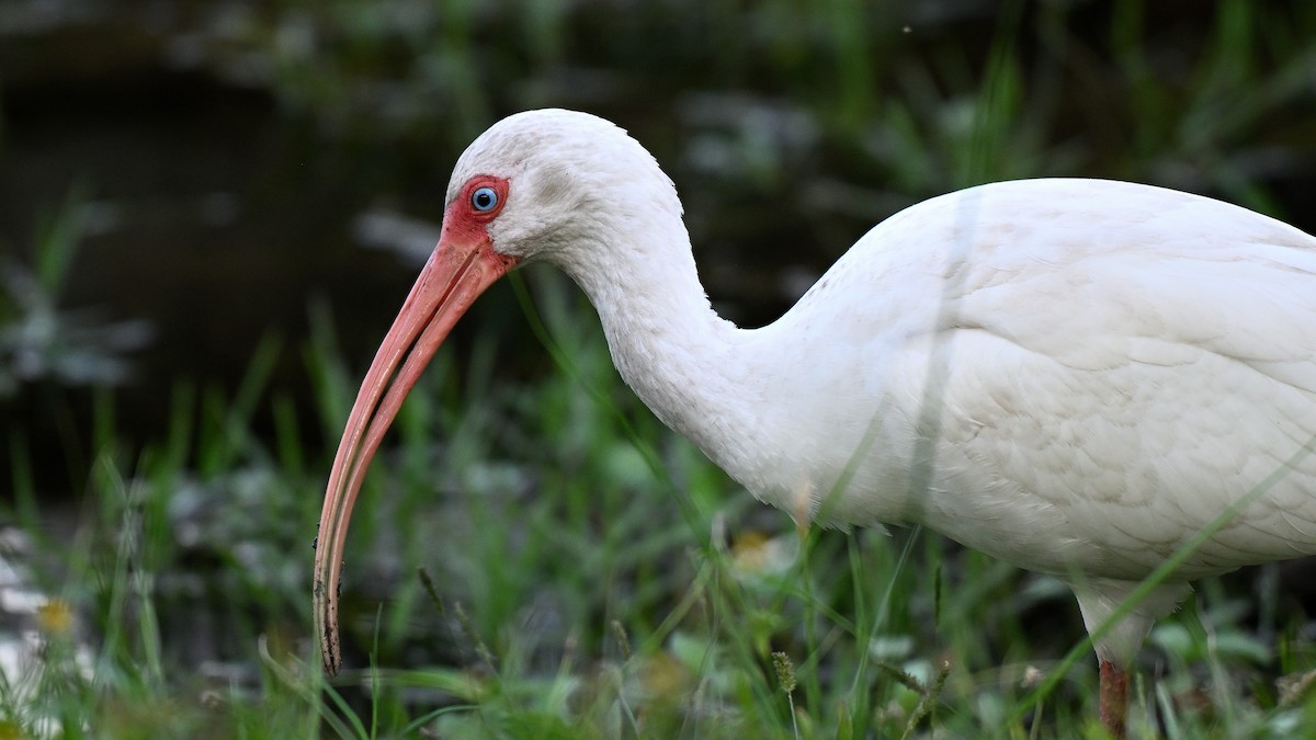 ibis bílý - ML646848391