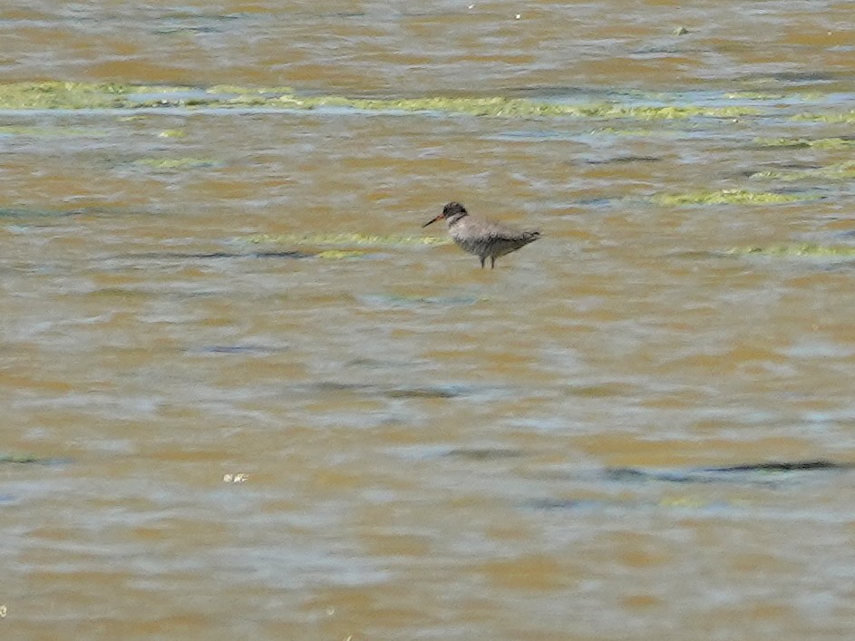 鶴鷸 - ML646848400