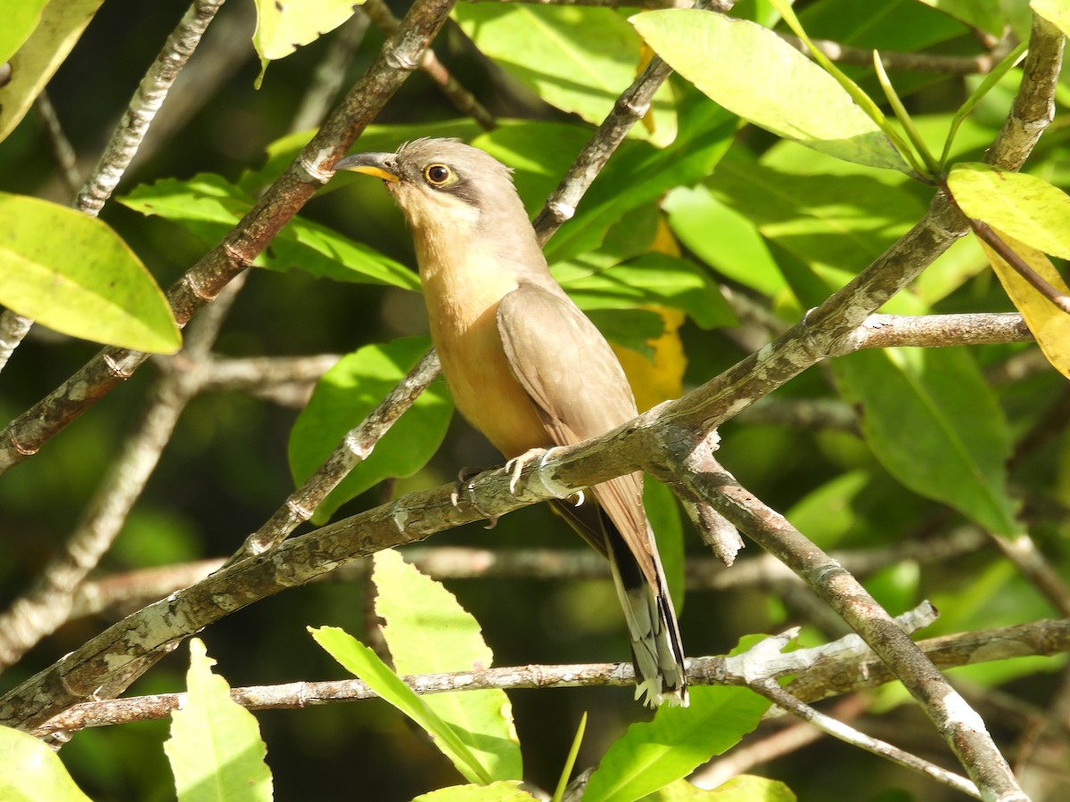 Mangrovekuckuck - ML646848401