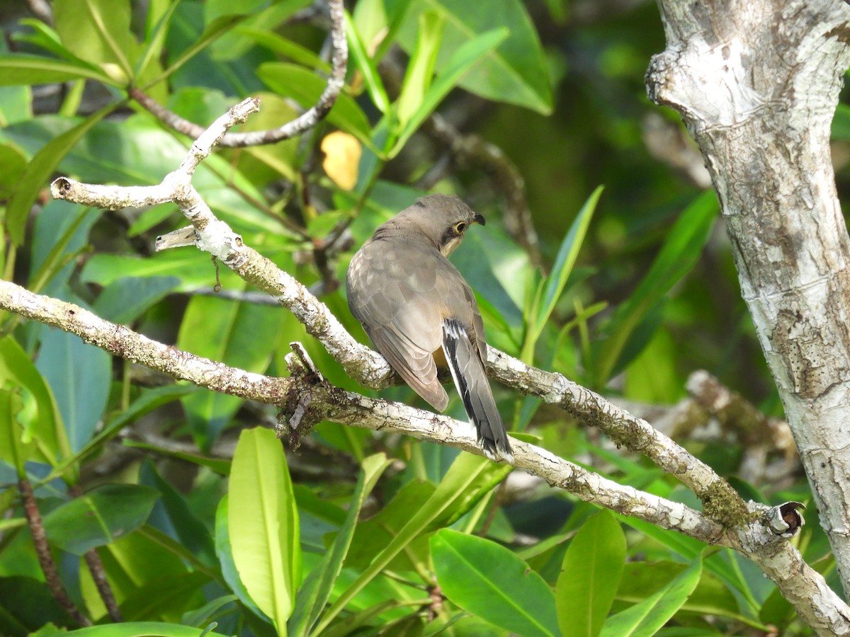 Mangrovekuckuck - ML646848402