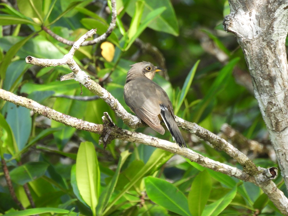 Mangrovekuckuck - ML646848403