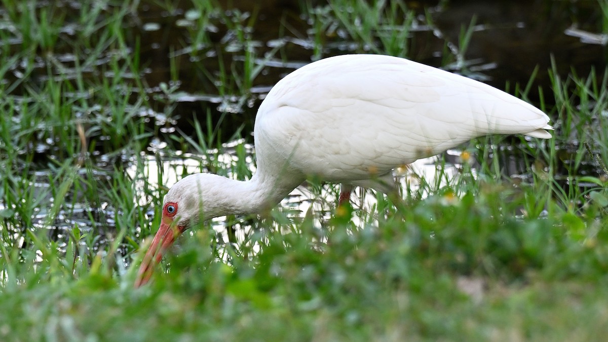 ibis bílý - ML646848404