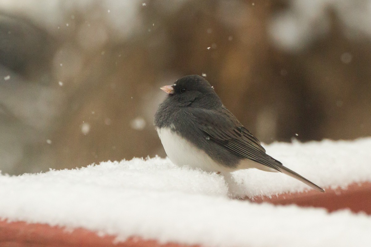 Серый юнко - ML646848405